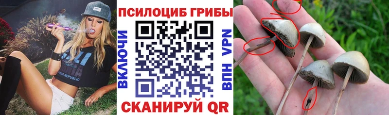 Галлюциногенные грибы Magic Shrooms  купить   Добрянка 